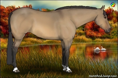 Horse Color:Buckskin Dun 