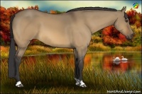 Horse Color:Buckskin Dun 
