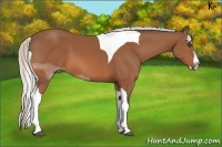 Horse Color:Silver Bay Sabino Splash Tobiano