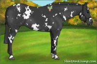 Horse Color:White Spotted Black 