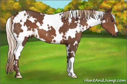 Horse Color:White Spotted Liver Chestnut 