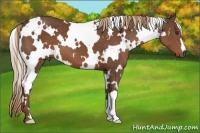 Horse Color:White Spotted Liver Chestnut 