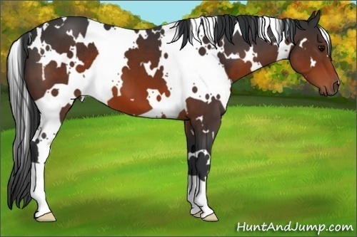 Horse Color:White Spotted Brown 