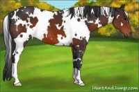Horse Color:White Spotted Brown 