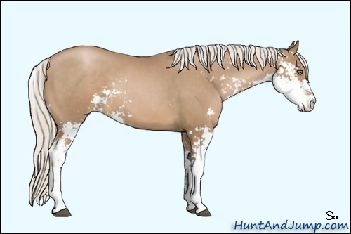 Horse Color:Silver Black Pearl Sabino 