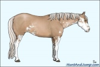 Horse Color:Silver Black Pearl Sabino 