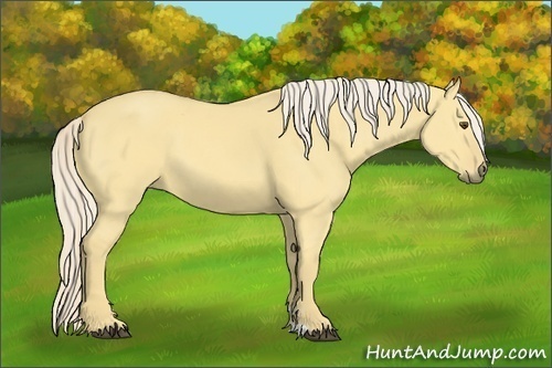 Horse Color:Palomino Dun