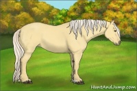 Horse Color:Palomino Dun 