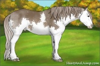 Horse Color:Liver Chestnut Splash