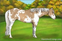 Horse Color:White Spotted Silver Bay Dun Sabino