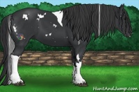Horse Color:White Spotted Black Tobiano 