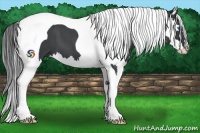 Horse Color:Blue Roan Splash Tobiano Frame 