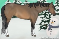 Horse Color:White Spotted Brown Dun