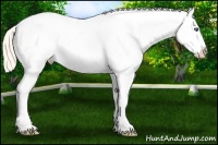 Horse Color:Perlino Appaloosa