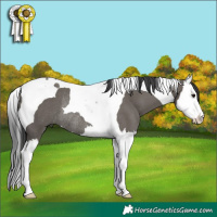 Horse Color:Grullo Splash Tobiano Rabicano