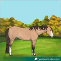 Horse Color:Unknown 