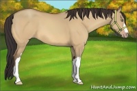 Horse Color:Amber Champagne Dun