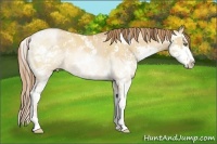 Horse Color:Bay Pearl Dun Sabino