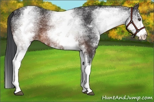 Horse Color:White Spotted Brown