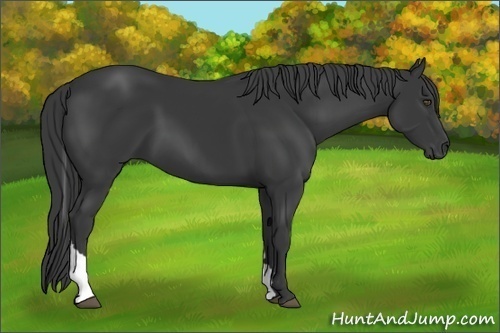 Horse Color:Black Tobiano
