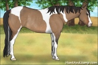 Horse Color:Bay Dun Sabino Tobiano Rabicano 