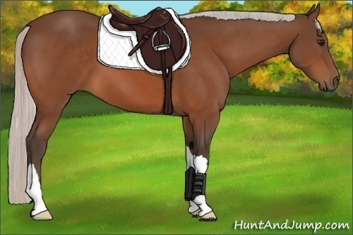 Horse Color:Silver Bay 