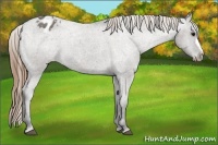 Horse Color:Smoky Grullo Appaloosa 