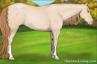 Horse Color:Buckskin Pearl 