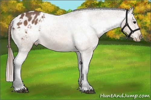 Horse Color:Buckskin Varnish 