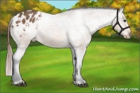 Horse Color:Buckskin Appaloosa