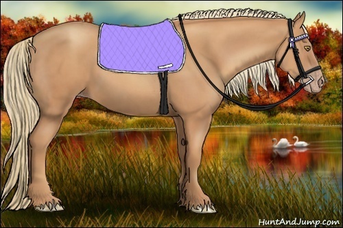 Horse Color:Gold Champagne 