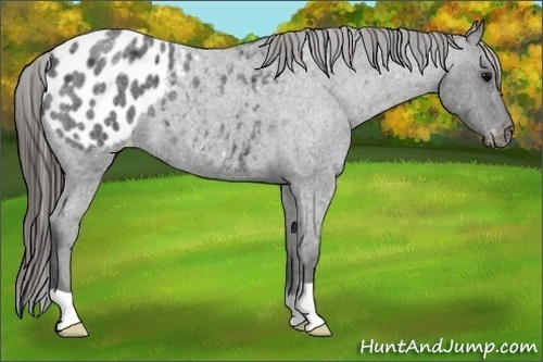 Horse Color:Blue Roan Appaloosa