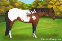 Horse Color:Brown Appaloosa 