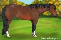 Horse Color:Bay 