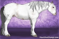 Horse Color:White Spotted Bay 