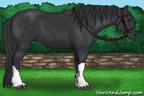 Horse Color:Black 