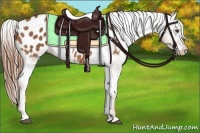 Horse Color:Chestnut Tobiano Appaloosa 