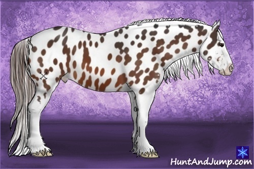 Horse Color:Bay Appaloosa 
