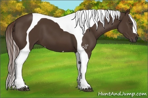 Horse Color:Liver Chestnut Tobiano