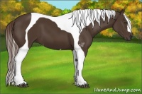 Horse Color:Liver Chestnut Tobiano