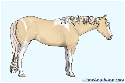 Horse Color:White Spotted Silver Classic Champagne Dun Tobiano
