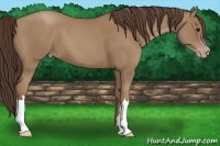 Horse Color:Classic Champagne 