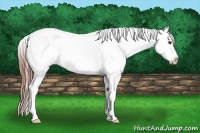 Horse Color:Red Dun Appaloosa Rabicano