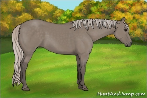 Horse Color:Unknown 