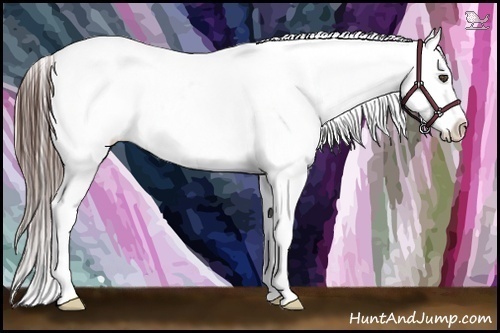 Horse Color:Black Frame Near Fewspot 