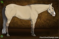 Horse Color:Buckskin Dun Splash