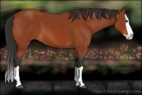 Horse Color:Bay Splash 