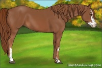 Horse Color:Chestnut Sabino Splash Frame 