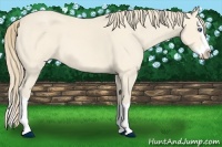 Horse Color:Perlino Splash