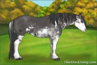 Horse Color:Black Sabino 